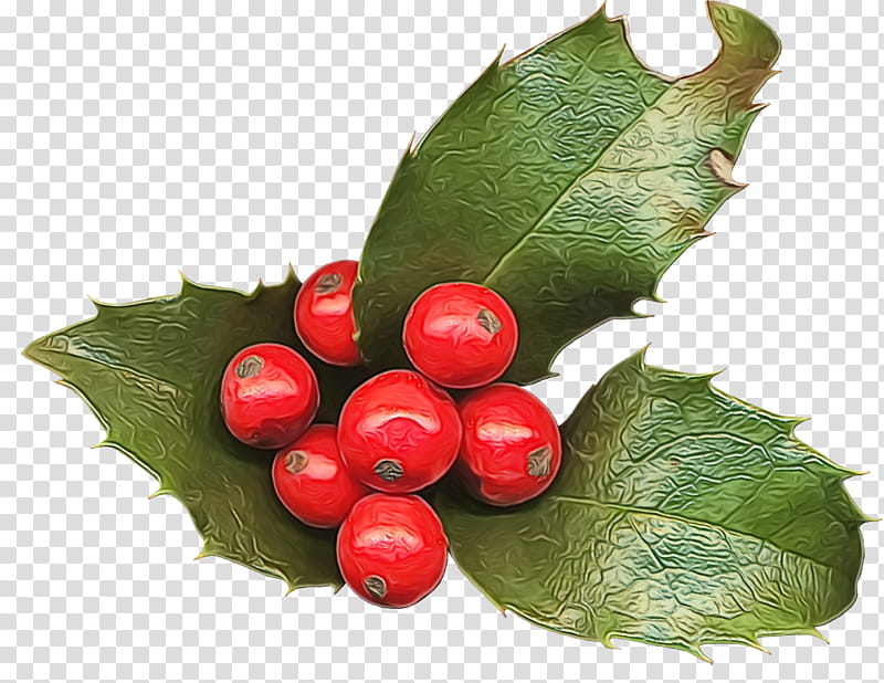 Holly, Christmas Holly, Ilex, Christmas , Watercolor, Paint, Wet Ink, Plant transparent background PNG clipart