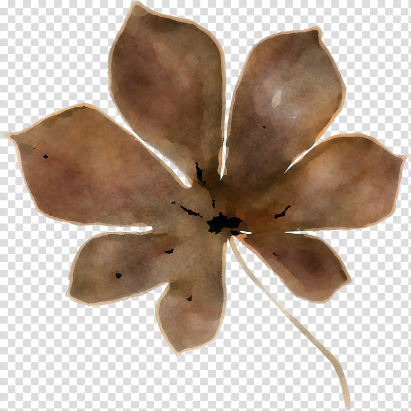 petal flower plant leaf magnolia family transparent background PNG clipart
