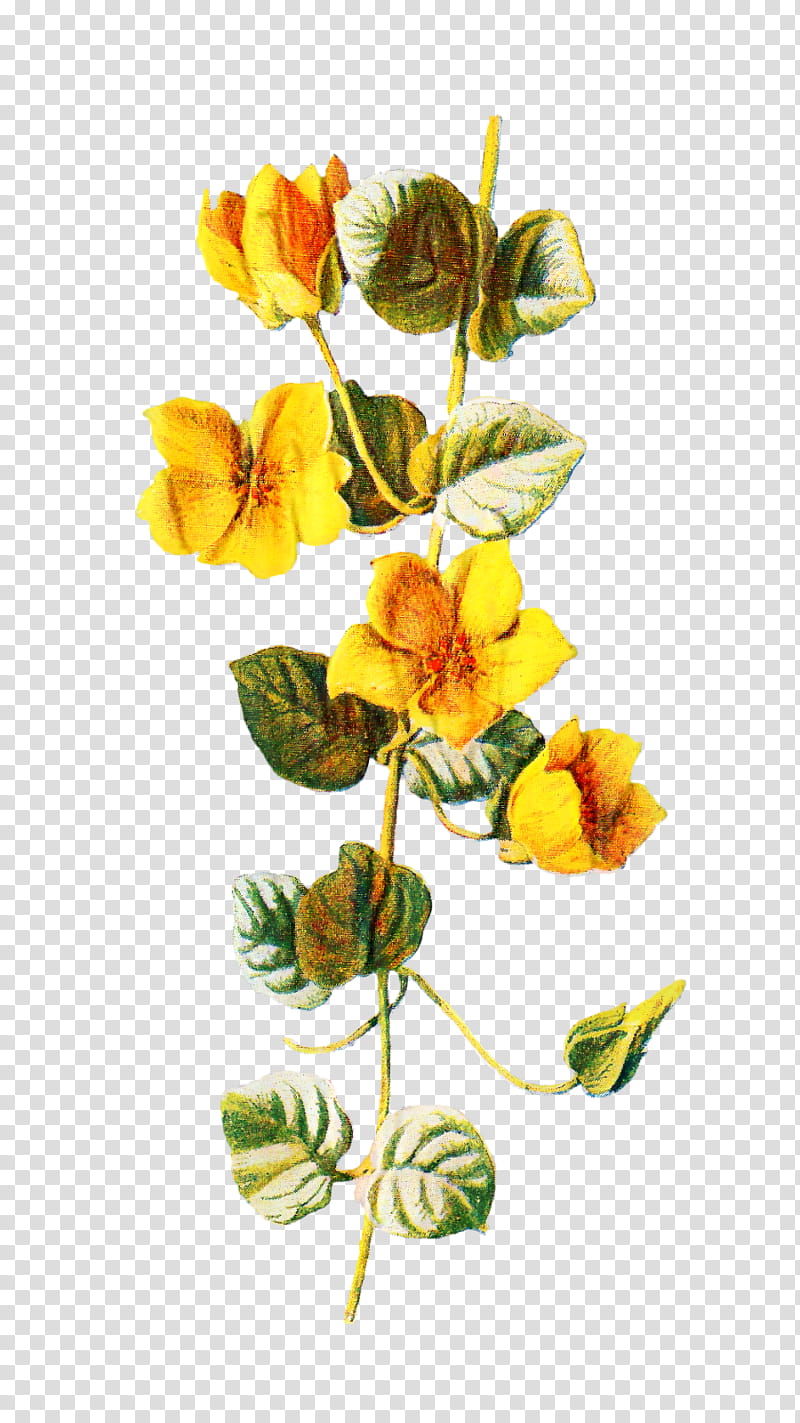 Flowers, Drawing, Familiar Wild Flowers, Wildflower, Frederick Edward Hulme, Plant, Yellow, Petal transparent background PNG clipart