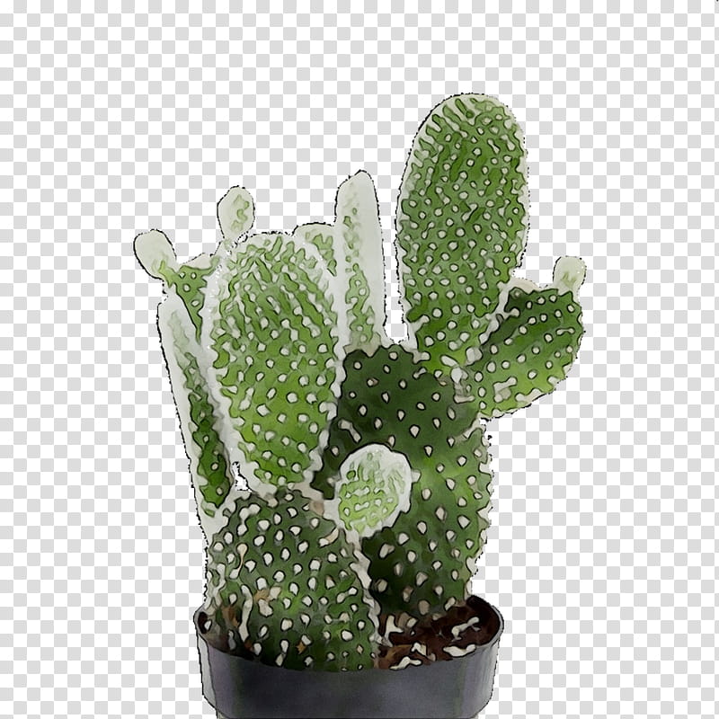 Cactus, Barbary Fig, Eastern Prickly Pear, Triangle Cactus, Flowerpot, Houseplant, Acanthocereus, Terrestrial Plant transparent background PNG clipart