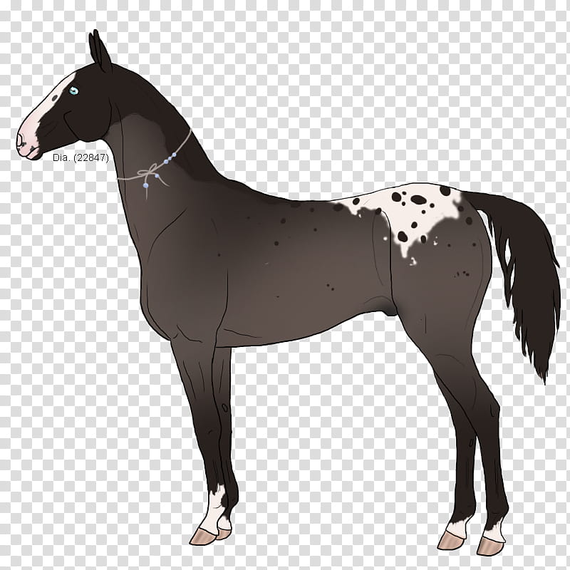 Horse, Mustang, Stallion, Akhalteke, Mare, Pony, Foal, Poster transparent background PNG clipart
