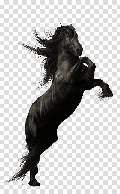 Tackless Fresian Precut, rearing black horse transparent background PNG clipart