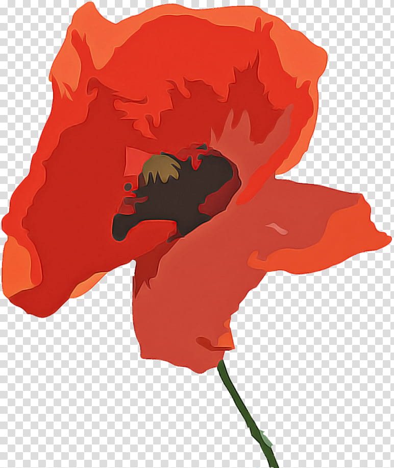 Orange, Red, Coquelicot, Flower, Plant, Poppy Family, Corn Poppy transparent background PNG clipart