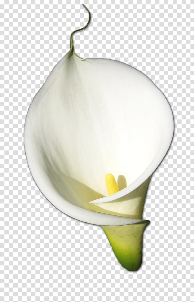 White Lily Flower, Bog Arum, Arumlily, Petal, Rose, Bulb, Yellow, Arum Lilies transparent background PNG clipart
