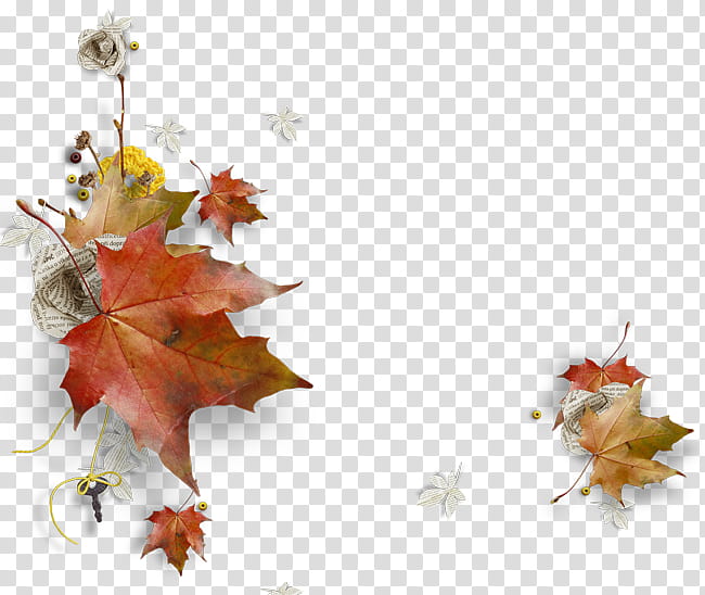 Autumn Leaf Drawing, Flower, Petal, Maple Leaf, Tree, Branch, Twig transparent background PNG clipart