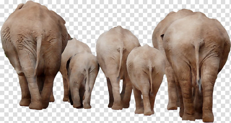Indian Elephant, African Elephant, Cattle, Snout, Animal, Wildlife, Herd, Animal Figure transparent background PNG clipart