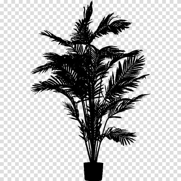 Black And White Flower, Asian Palmyra Palm, Babassu, Black White M, Palm Trees, Date Palm, Borassus, Attalea transparent background PNG clipart