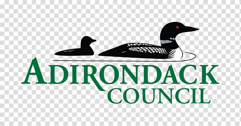 Bird Logo, Duck, Advertising, Black Grouse, Beak, Text, Water Bird, Ducks Geese And Swans transparent background PNG clipart