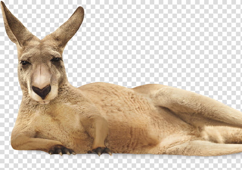 Kangaroo, Yellow Tail, Wine, Yellow Tail Jammy Red Roo, Australian Wine, Logo, Animal, Friulian Language transparent background PNG clipart