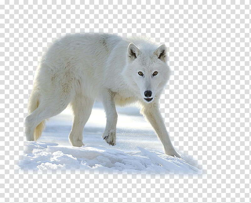 Wolf, Alaskan Tundra Wolf, Greenland Dog, Arctic Fox, Arctic Wolf, Snout, Exo, Long Tail transparent background PNG clipart