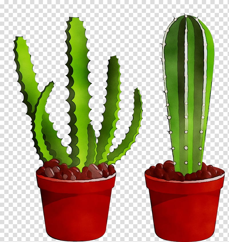 Cactus, Triangle Cactus, Echinocereus, Plant Stem, Plants, Acanthocereus, Flowerpot, Houseplant transparent background PNG clipart