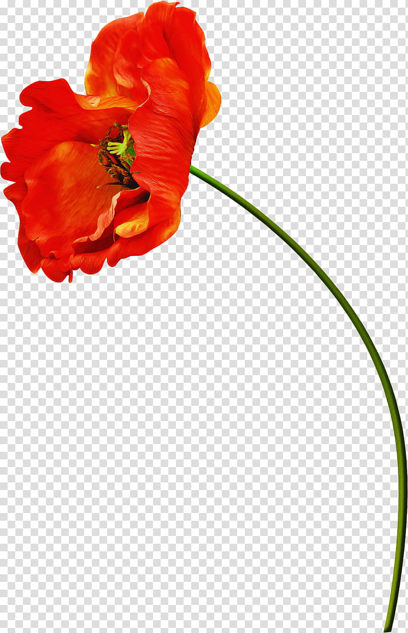Flowers, Poppy, , Painting, Red, Petal, Plant, Coquelicot transparent background PNG clipart