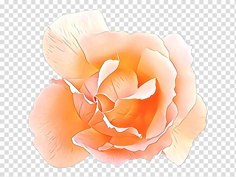 Garden roses, Petal, Orange, Flower, Pink, Rose Family, Peach, Floribunda transparent background PNG clipart