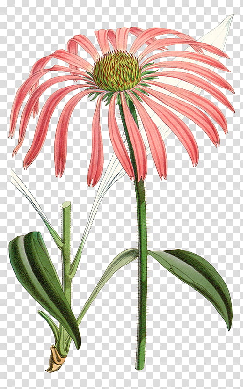 Drawing Of Family, Echinacea Angustifolia, Purple Coneflower, Daisy Family, Herbaceous Plant, Perennial Plant, Echinacoside, Plants transparent background PNG clipart