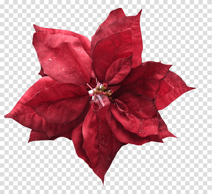 Poinsettia Christmas , red EUphorbia pulcherrima flower art transparent background PNG clipart