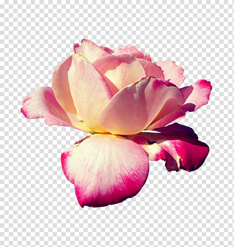 Pink Rose, red and beige petaled flower transparent background PNG clipart