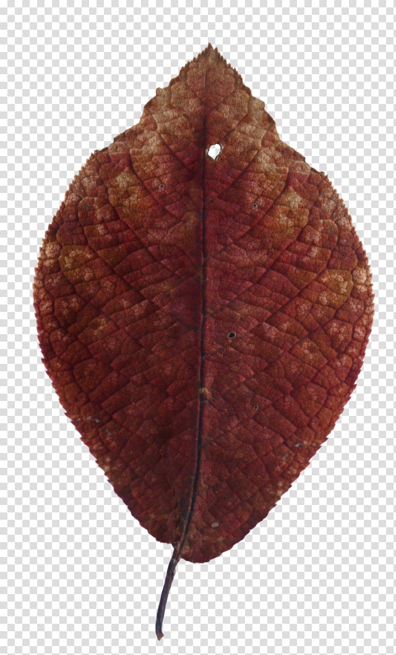 Fallen Autumn Leaves II s, brown leaf art transparent background PNG clipart