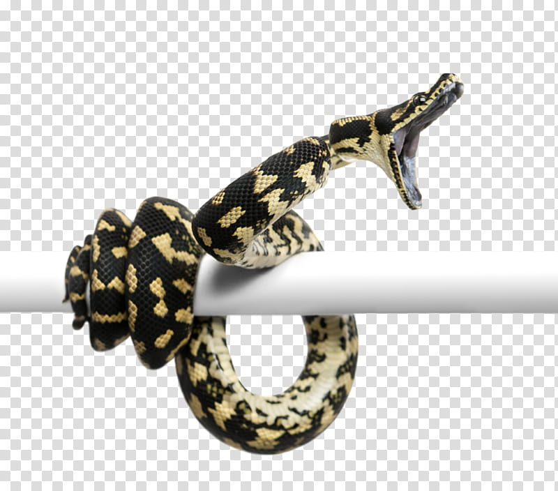 Snake, Snakes, Morelia Spilota Cheynei, Reptile, Python, Burmese Python, Ball Python, Programming Language transparent background PNG clipart