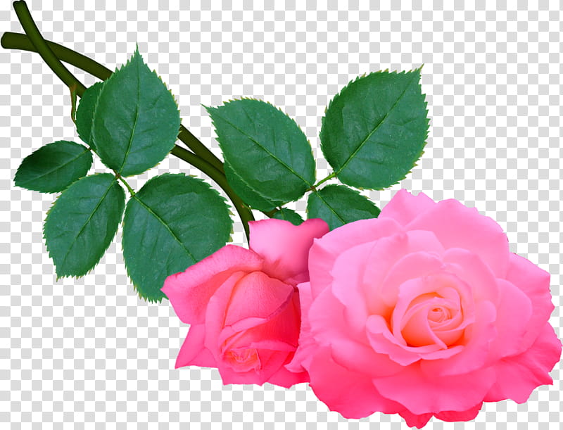aA roses , pink rose transparent background PNG clipart