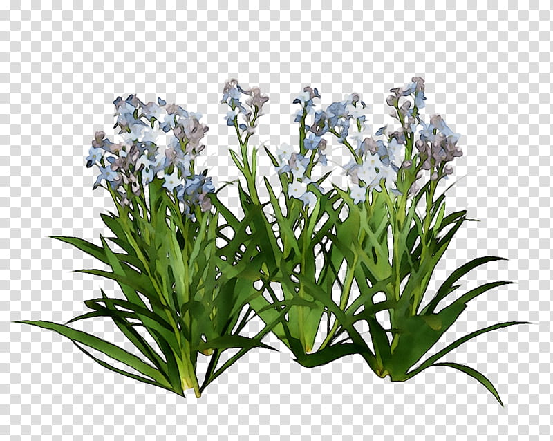 Lavender Flower, Hyacinth, Shrub, Flowerpot, Violet, Plants, French Lavender, Flag transparent background PNG clipart
