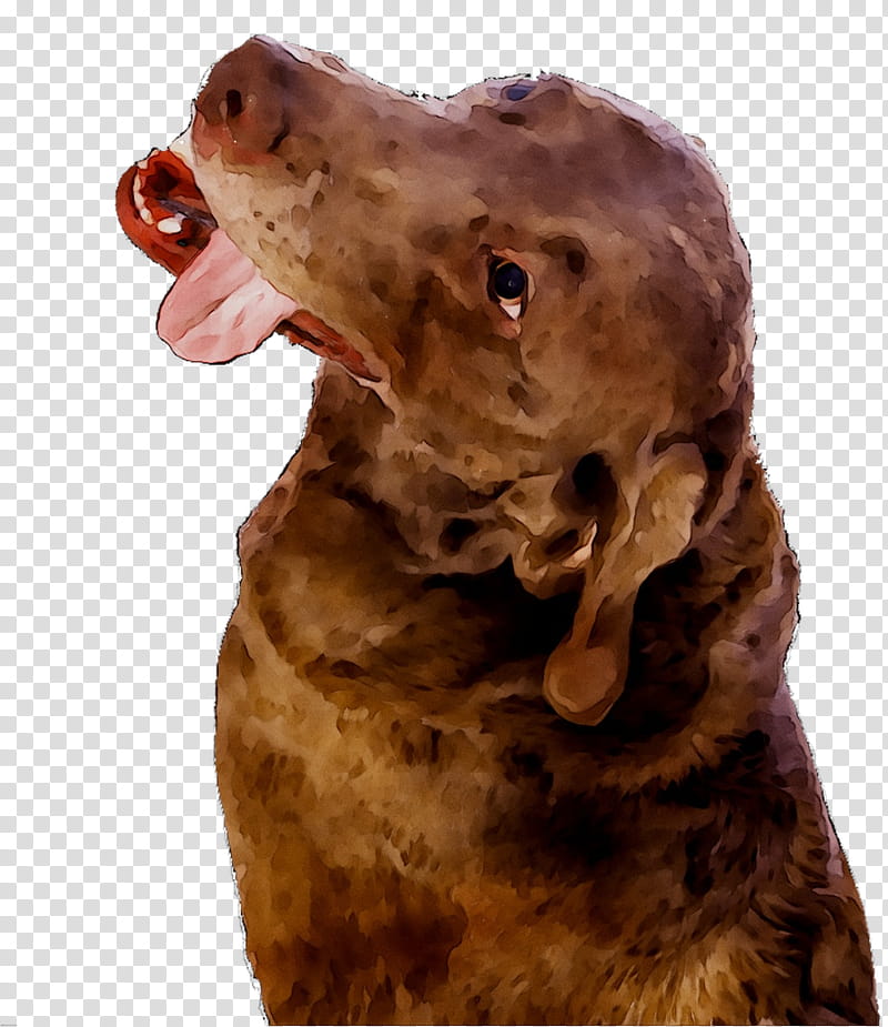 Cartoon Dog, Boykin Spaniel, Chesapeake Bay Retriever, Snout, Breed, Sporting Group, Liver, Cocker Spaniel transparent background PNG clipart