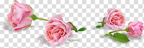 Flower s, four pink rose flowers illustration transparent background PNG clipart