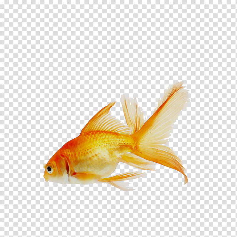 Butterfly Drawing, Goldfish, Koi, Aquarium, Butterfly Koi, Freshwater Angelfish, Fishkeeping, Feeder Fish transparent background PNG clipart