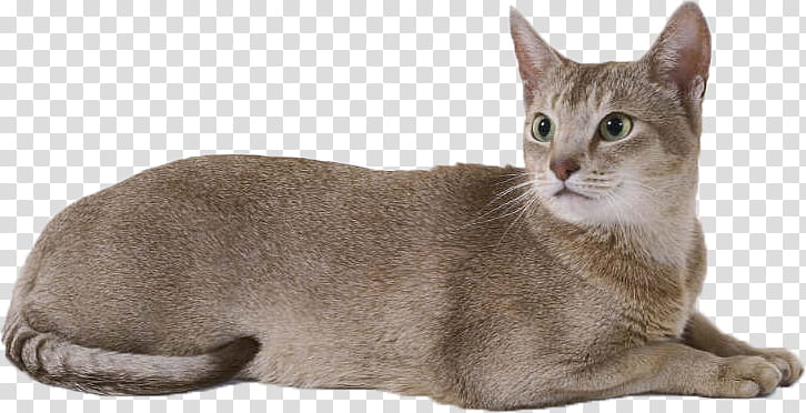 High Quality  Cats , short-fur gray cat transparent background PNG clipart