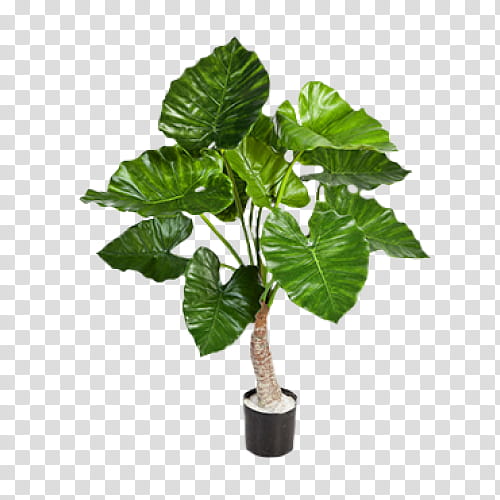 Jesus, Alocasia Odora, Giant Taro, Plants, Leaf, Alocasia Sanderiana, Houseplant, Ornamental Plant transparent background PNG clipart