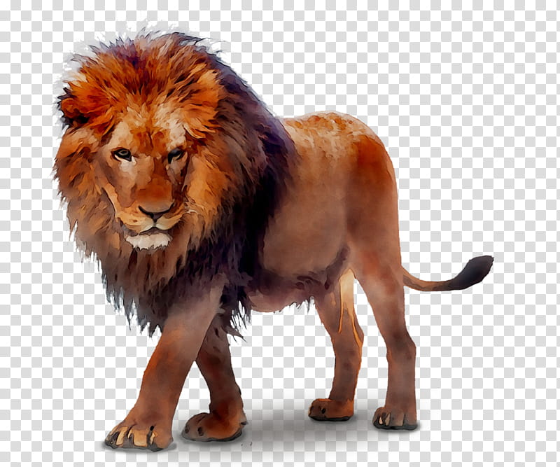 Lion Drawing, Web Design, Wildlife, Masai Lion, Animal Figure, Fur, Roar transparent background PNG clipart