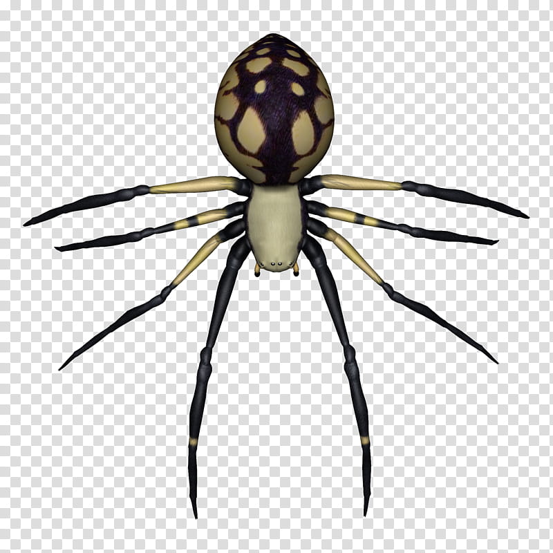 D Spider, black and white spider transparent background PNG clipart
