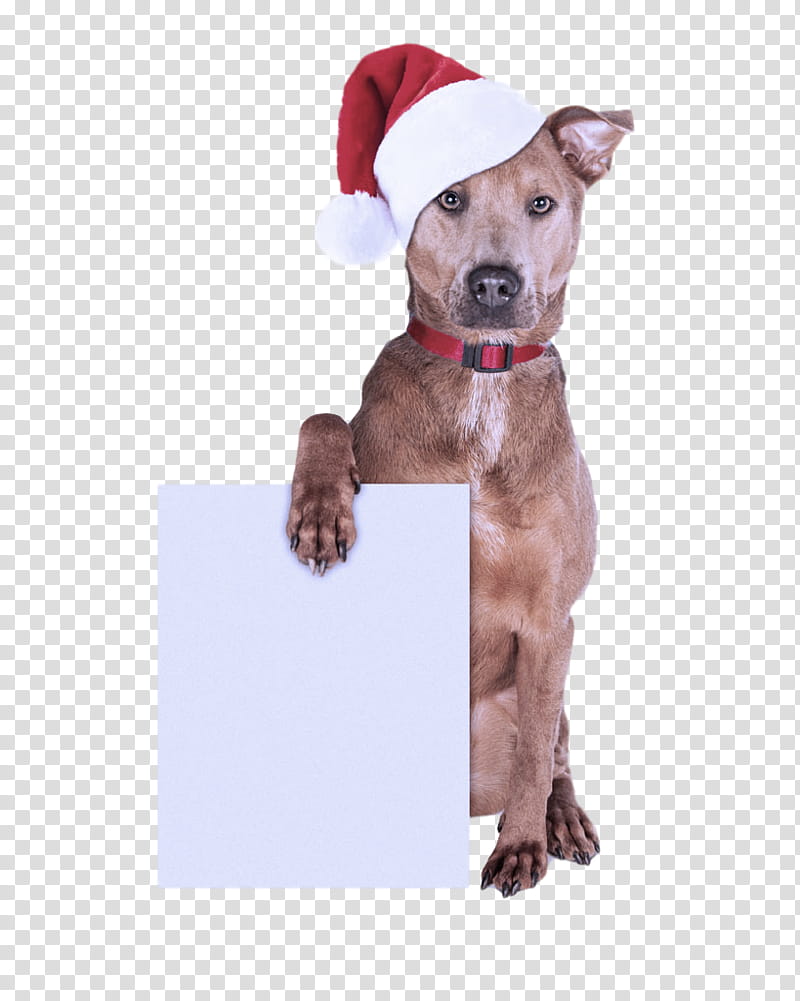 dog santa hat christmas, Christmas , American Pit Bull Terrier, Sporting Group, Mountain Cur, Bow Tie, Fawn, Puppy transparent background PNG clipart