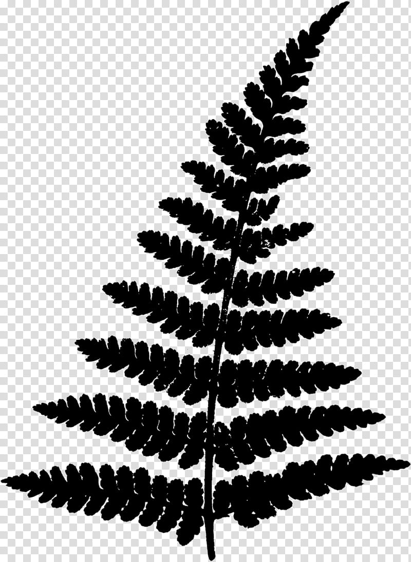 Christmas Tree Branch, Fern, Vascular Plant, Tree Fern, Sword Fern, Frond, Leaf, Ferns And Horsetails transparent background PNG clipart
