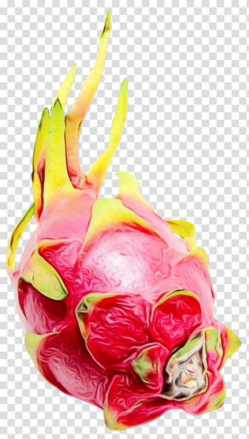 pitaya dragonfruit fruit food pink, Watercolor, Paint, Wet Ink, Plant, Flower, Vegetable transparent background PNG clipart