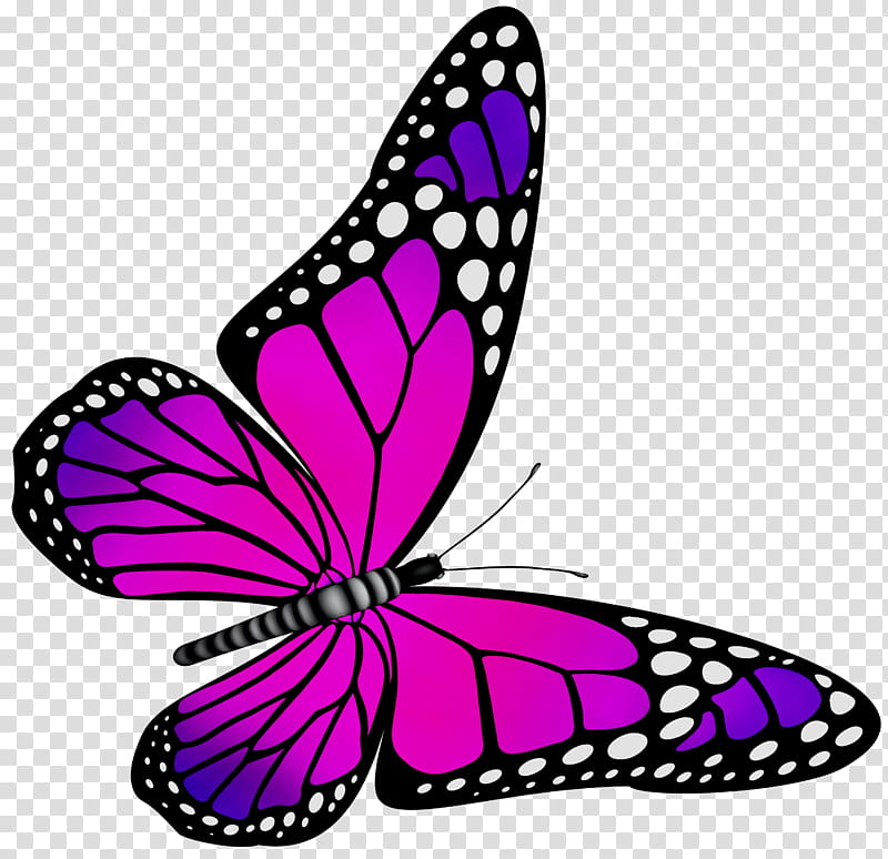 Butterfly Design, Monarch Butterfly, Brushfooted Butterflies, Pieridae, Purple, Line, Symmetry, Design M Group transparent background PNG clipart