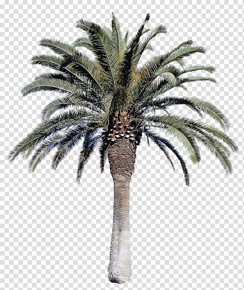 Palm tree, Plant, Date Palm, Arecales, Woody Plant, Elaeis, Attalea Speciosa, Borassus Flabellifer transparent background PNG clipart