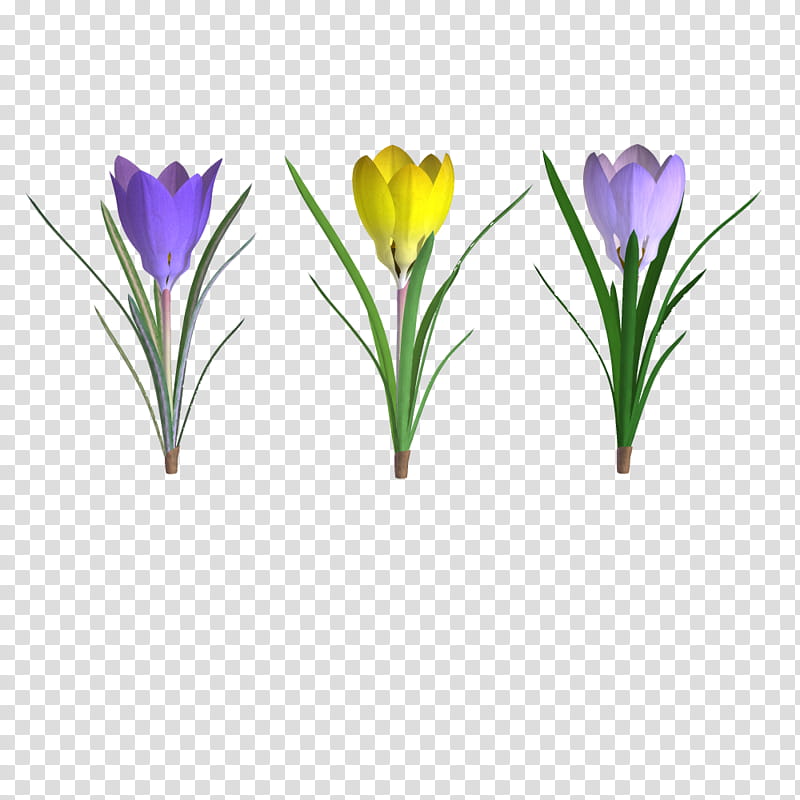 Spring , three purple and yellow flower illustration transparent background PNG clipart