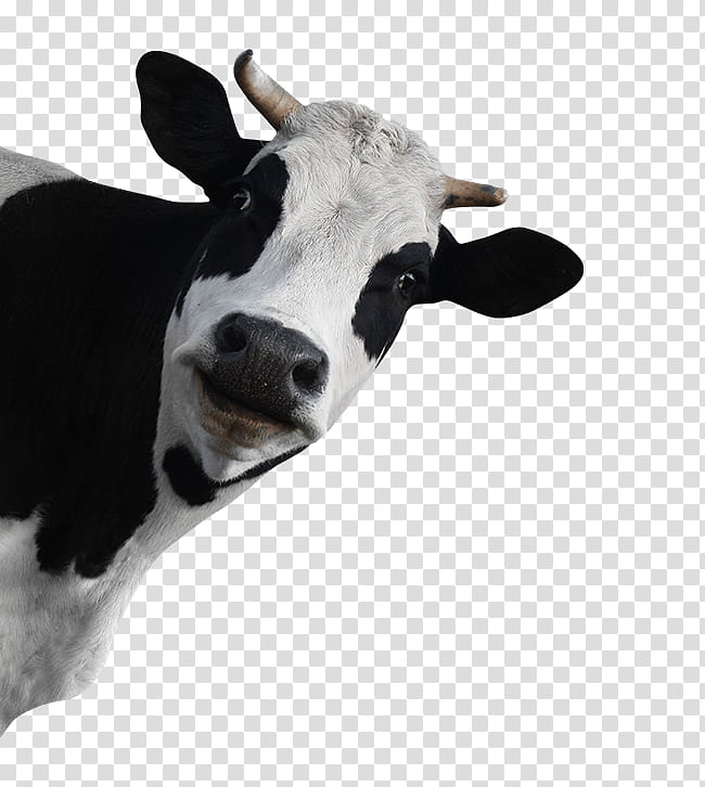 Goat, Holstein Friesian Cattle, Calf, Baka, Taurine Cattle, Dairy ...