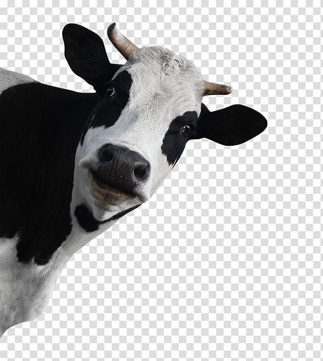 Goat, Holstein Friesian Cattle, Calf, Baka, Taurine Cattle, Dairy Cattle, Beef And Dairy, Live transparent background PNG clipart