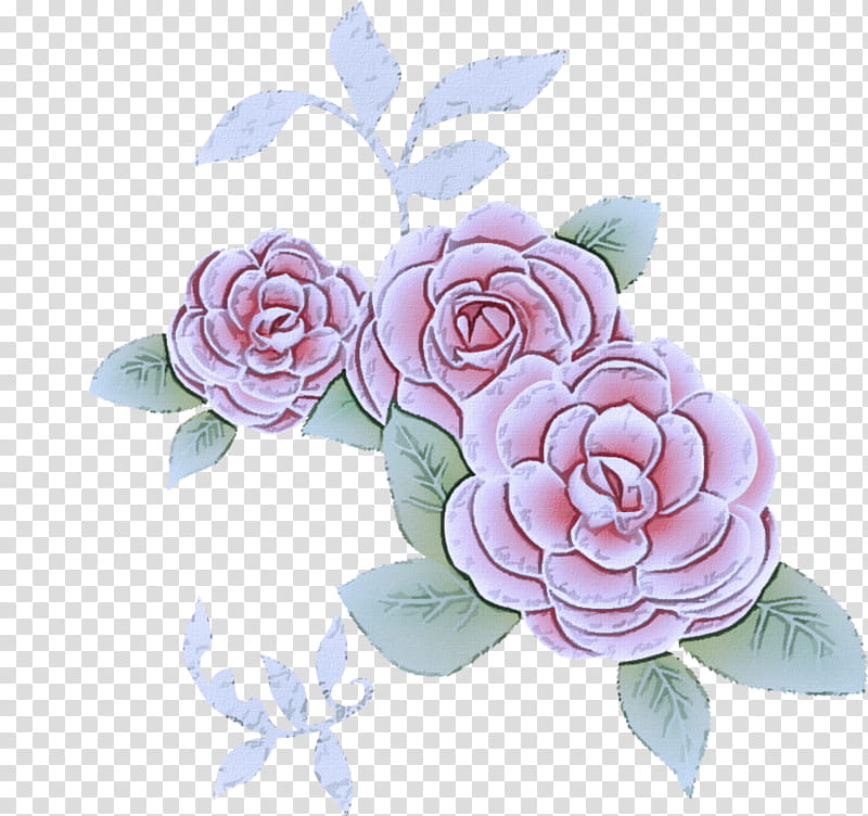 Garden roses, Flower, Pink, Plant, Rose Family, Petal, Flowering Plant, Japanese Camellia transparent background PNG clipart