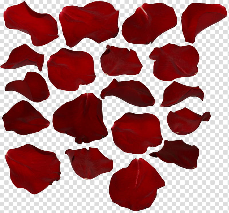 rose petals, red flower petals lot transparent background PNG clipart