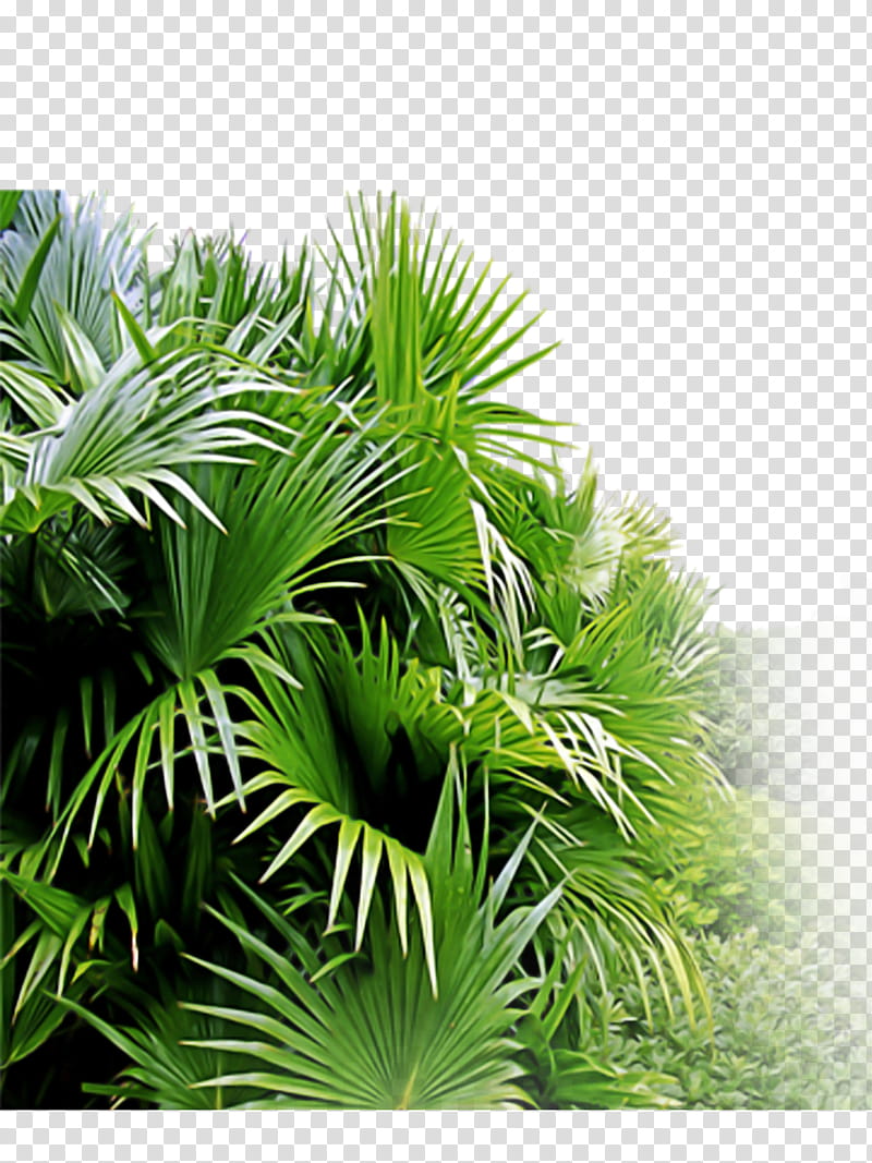 Palm tree, Vegetation, Plant, Green, Sabal Palmetto, Arecales, Leaf, Grass transparent background PNG clipart
