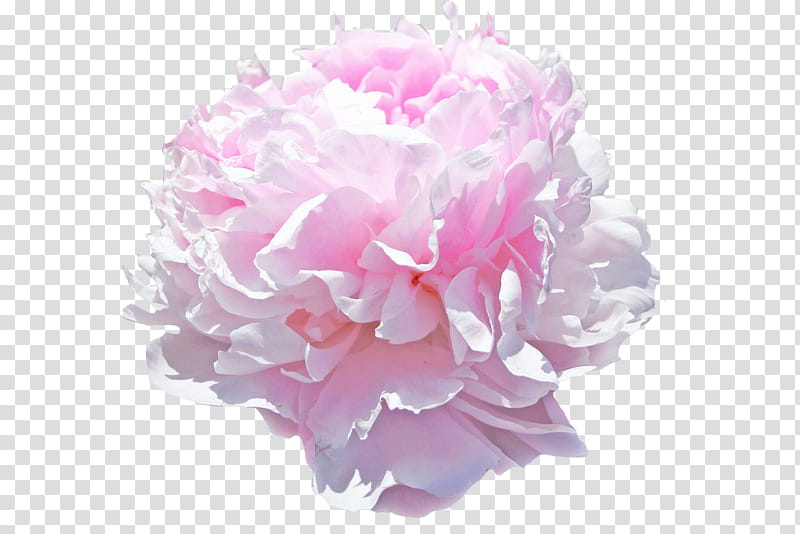 Pink Flower, Peony, Pink Flowers, Cut Flowers, My Peony Society, Color, Giant Bicycles, Real transparent background PNG clipart