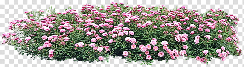 flower flowering plant plant cut flowers pink, Watercolor, Paint, Wet Ink, Shrub, Groundcover, Pink Family transparent background PNG clipart