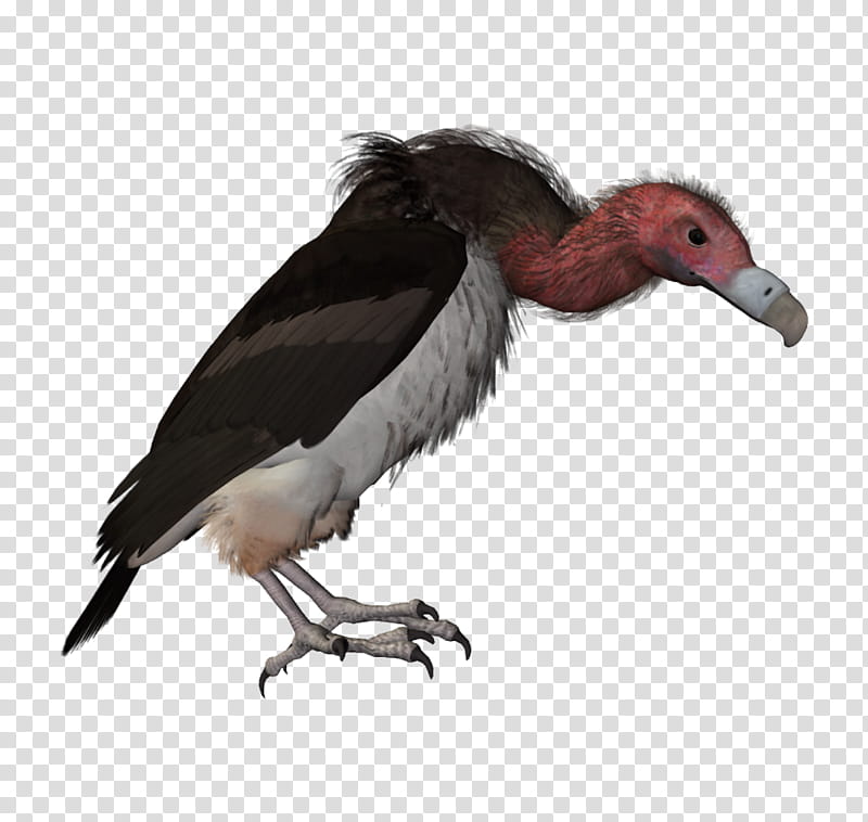 Picsart, Vulture, Drawing, Hyena, Bird, Beak, Condor, Water Bird transparent background PNG clipart