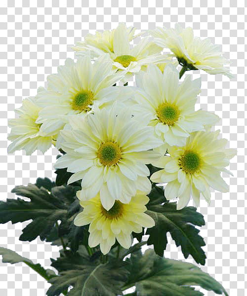 Floral Decorative, Chrysanthemum, Marguerite Daisy, Floral Design, Transvaal Daisy, Cut Flowers, Plants, Feverfew transparent background PNG clipart
