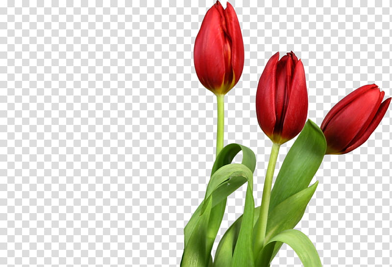 Lily Flower, Tulip, Flower Bouquet, Cut Flowers, Plant, Bud, Petal, Tulipa Humilis transparent background PNG clipart