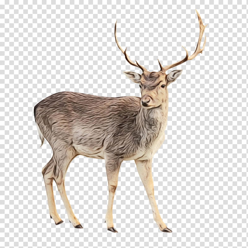 Reindeer, Red Deer, Whitetailed Deer, Elk, Roe Deer, Moose, Barasingha, Antler transparent background PNG clipart