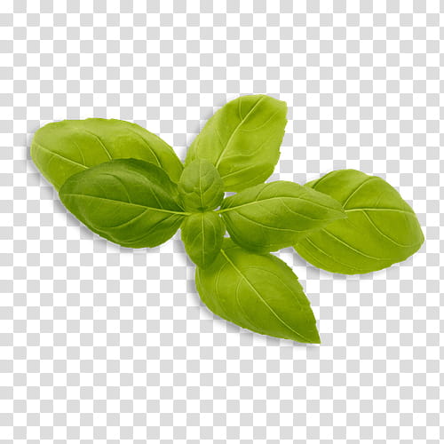 Lemon Flower, Basil, Herb, Tea, Osmin Purple Basil, Leaf, Plants, Genovese Basil transparent background PNG clipart