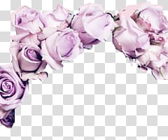 overlays Titi, purple roses border transparent background PNG clipart